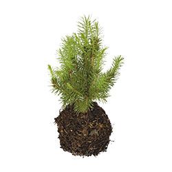 Tree_250_px.jpg